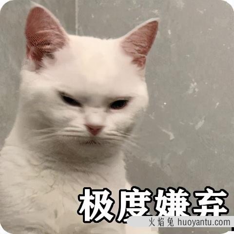 猫放屁很臭怎么回事(猫放屁特别臭)