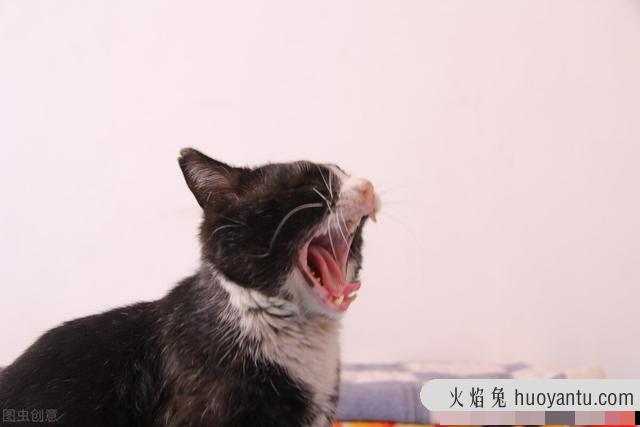 猫哈气是害怕还是威胁(猫哈气是生气吗)