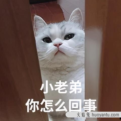 猫放屁很臭怎么回事(猫放屁特别臭)