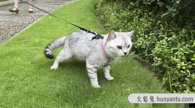 猫放屁很臭怎么回事(猫放屁特别臭)