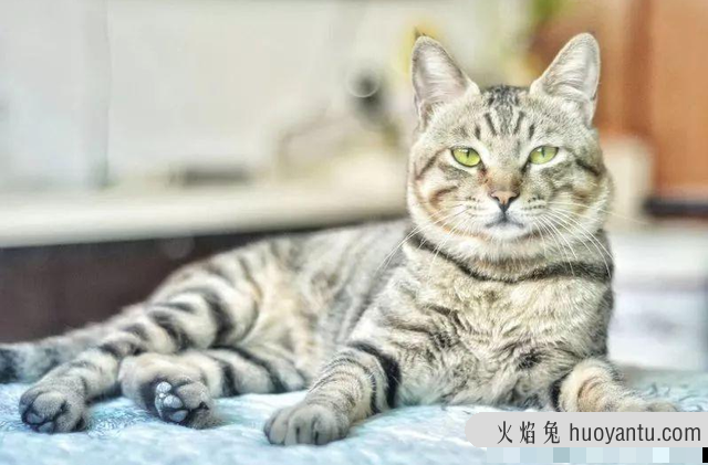 猫到底记不记仇(猫是不是很记仇)