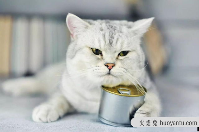 猫到底记不记仇(猫是不是很记仇)