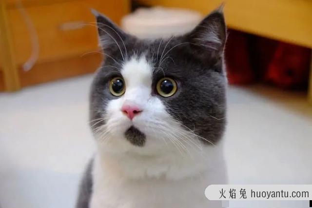 猫咪下巴有黑色渣子怎么处理(猫咪下巴有黑色渣渣怎么治)