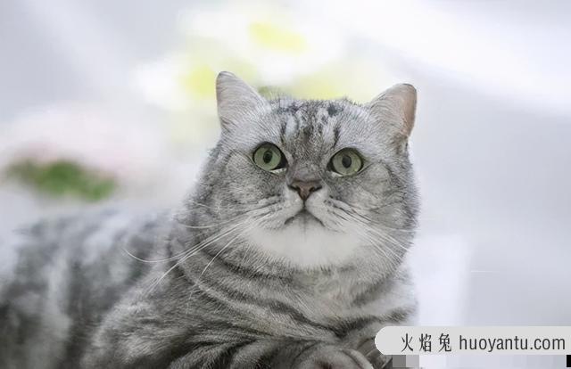 猫放屁很臭怎么回事(猫放屁特别臭)