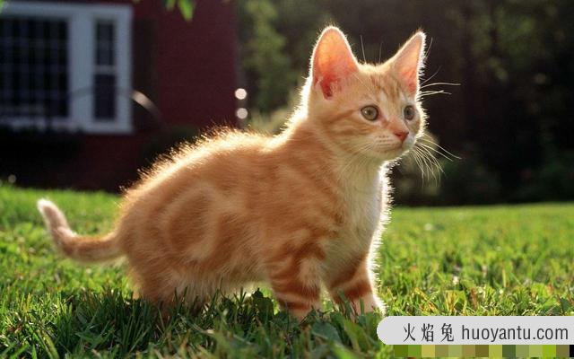 猫拉肚子吃什么药最好(猫猫拉肚子吃什么药)