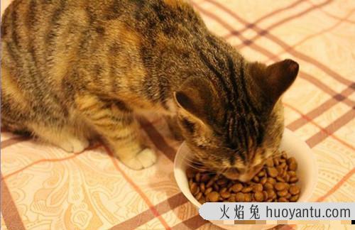 猫拉肚子吃什么药最好(猫猫拉肚子吃什么药)