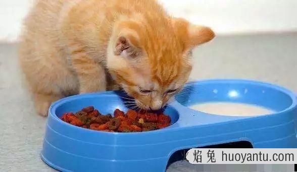 猫拉肚子吃什么药最好(猫猫拉肚子吃什么药)