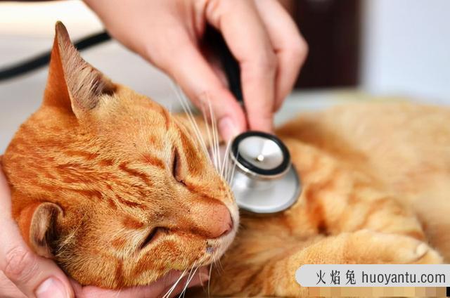 猫打喷嚏流鼻涕吃什么药(猫流鼻涕用什么药效果好)