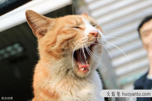 猫磨牙棒是啥木头(猫的磨牙棒是什么木头)