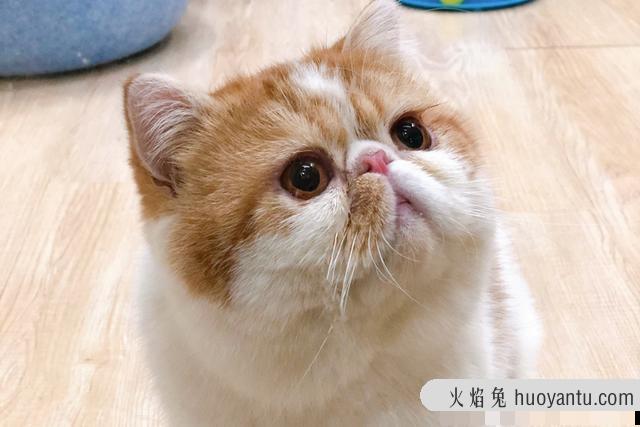 猫咪尿血是怎么治疗(猫尿血怎样治疗)