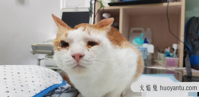 猫肺水肿是怎么引起的(猫肺水肿什么引起的)