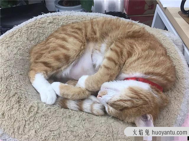 猫肺水肿是怎么引起的(猫肺水肿什么引起的)