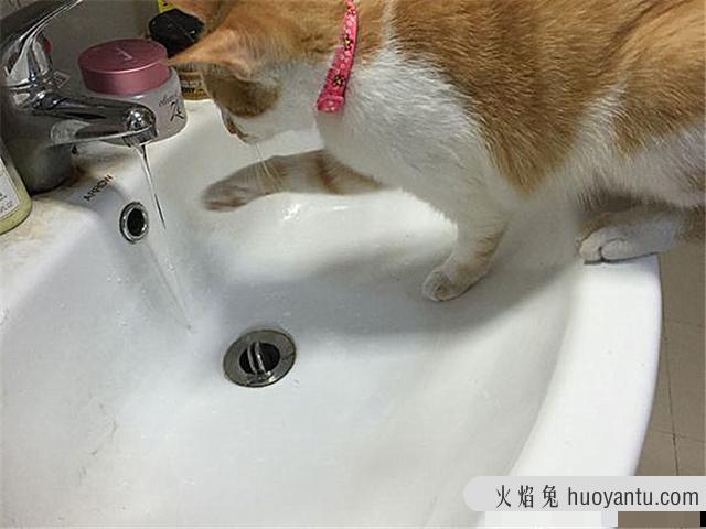 猫肺水肿是怎么引起的(猫肺水肿什么引起的)