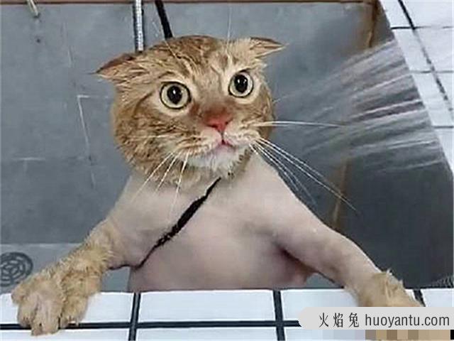 猫肺水肿是怎么引起的(猫肺水肿什么引起的)