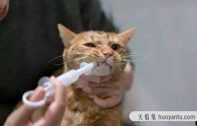 猫脂肪肝怎么治疗(猫脂肪肝如何治疗)