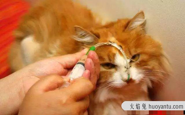 猫脂肪肝怎么治疗(猫脂肪肝如何治疗)