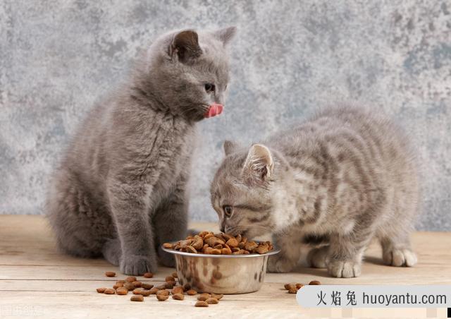 猫咪挑食不吃东西怎么办(猫咪挑食不爱吃饭怎么办)