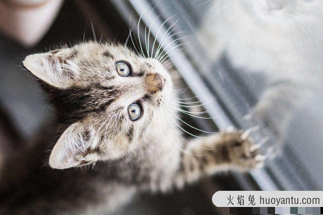 半夜猫哭是怎么回事(夜里猫哭是怎么回事)