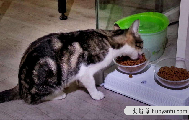 半夜猫哭是怎么回事(夜里猫哭是怎么回事)