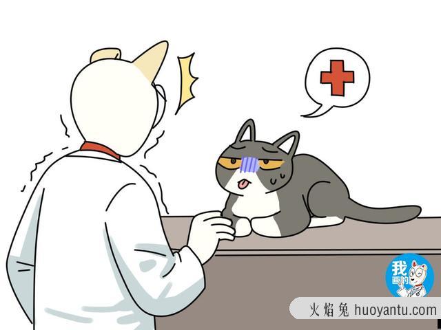 猫咪脱毛一块块是什么原因(猫突然掉了一大块毛)