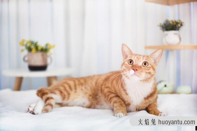 猫的肢体语言都代表什么(猫的肢体语言有哪些)