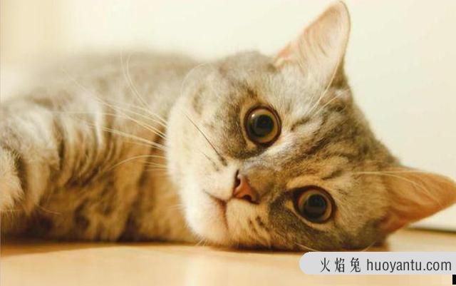 猫的肢体语言都代表什么(猫的肢体语言有哪些)