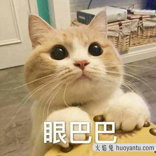 猫的肢体语言都代表什么(猫的肢体语言有哪些)