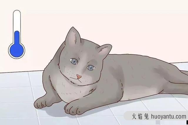 猫咪发烧吃什么药(猫发烧吃点什么药)