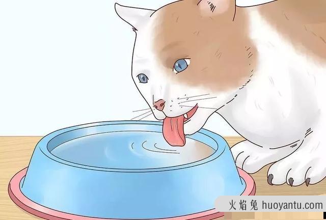 猫咪发烧吃什么药(猫发烧吃点什么药)