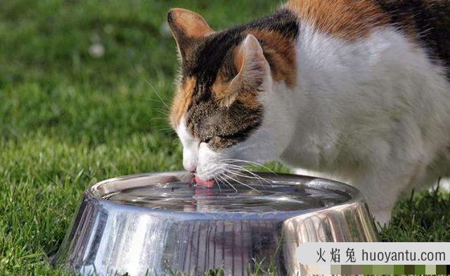 猫咪不爱水喝怎么回事(猫咪不爱喝水是什么原因)