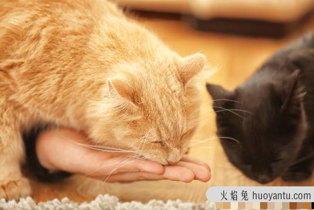 猫发腮吃什么东西好(猫吃什么食物能发腮)