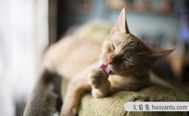 猫咪便秘有哪些症状(猫咪便秘是什么情况)