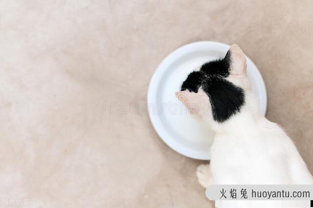 怀孕猫咪能喝酸奶吗(猫咪怀孕可以吃酸奶吗)