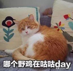 猫打喷嚏会传染给人吗(猫打喷嚏会不会传染给人)