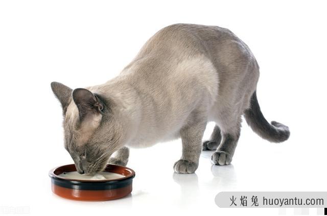 怀孕猫咪能喝酸奶吗(猫咪怀孕可以吃酸奶吗)