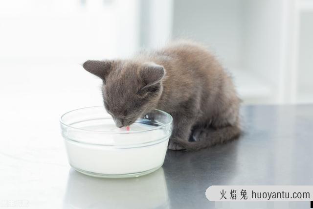 怀孕猫咪能喝酸奶吗(猫咪怀孕可以吃酸奶吗)