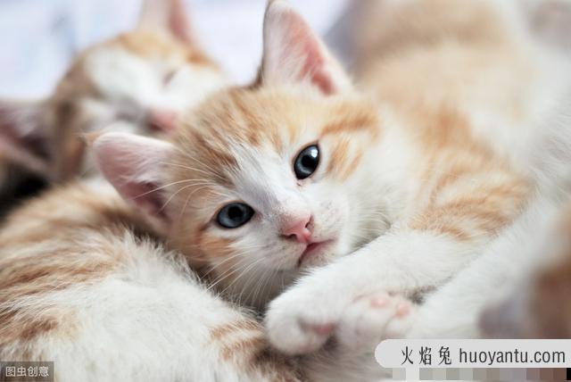 两个月大的猫咪可以吃虾肉吗(2个月猫咪可以吃虾吗)