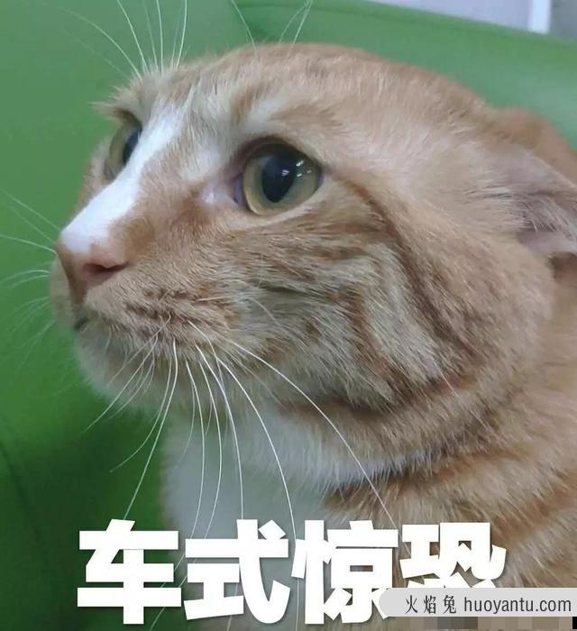 猫能吃巧克力不(巧克力猫可以吃吗)