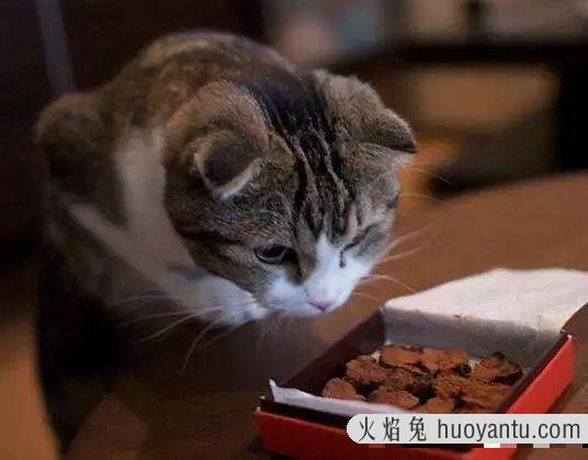 猫能吃巧克力不(巧克力猫可以吃吗)