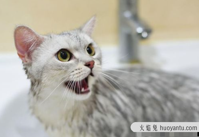 猫身上有跳蚤怎么去除(猫有跳蚤怎么处理)