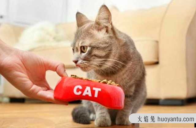 猫身上有跳蚤怎么去除(猫有跳蚤怎么处理)