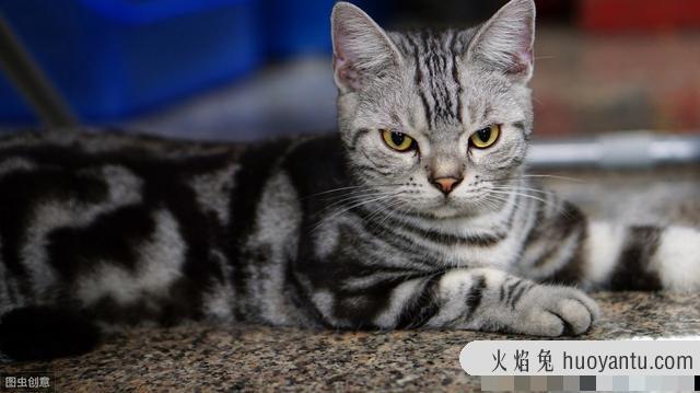 卡特尔猫是英短蓝猫吗(卡特尔蓝猫跟英短蓝猫区别)