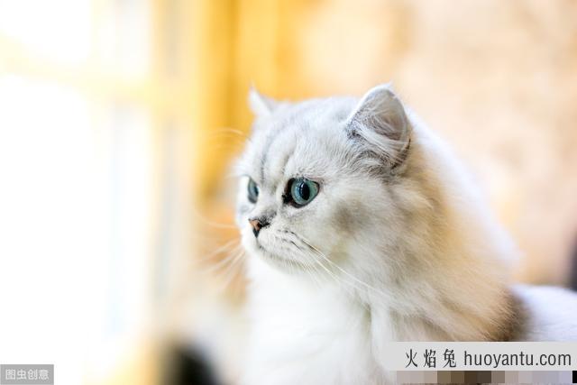 卡特尔猫是英短蓝猫吗(卡特尔蓝猫跟英短蓝猫区别)