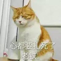 猫咪尿路闭塞怎么办(猫尿路闭塞怎么引起的)