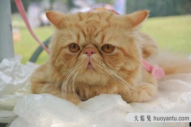 猫飞机耳代表什么(猫飞机耳是啥意思)