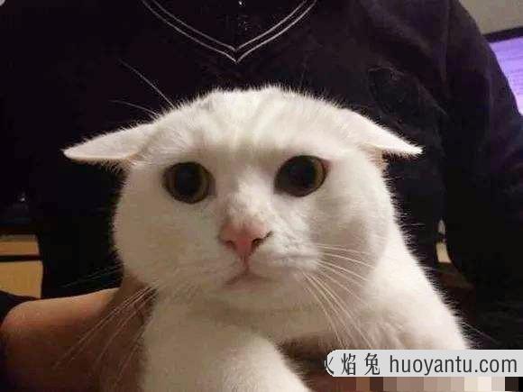 猫飞机耳代表什么(猫飞机耳是啥意思)