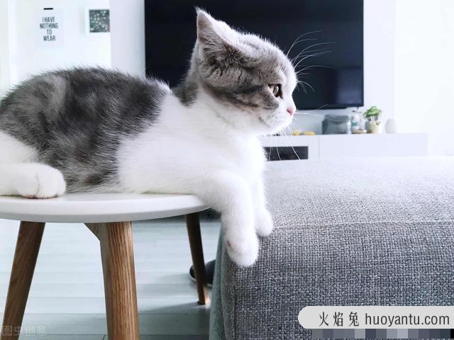 猫养不熟是真的吗(为什么都说猫养不熟)