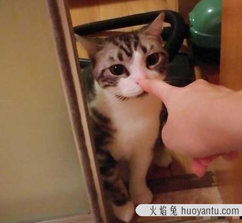 猫养不熟是真的吗(为什么都说猫养不熟)