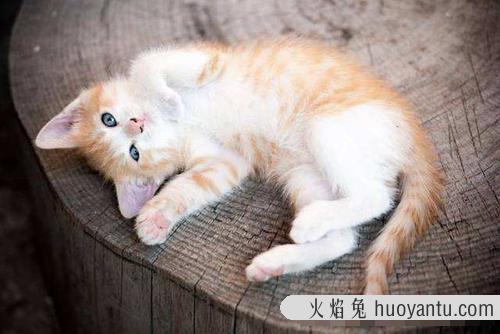 猫养不熟是真的吗(为什么都说猫养不熟)