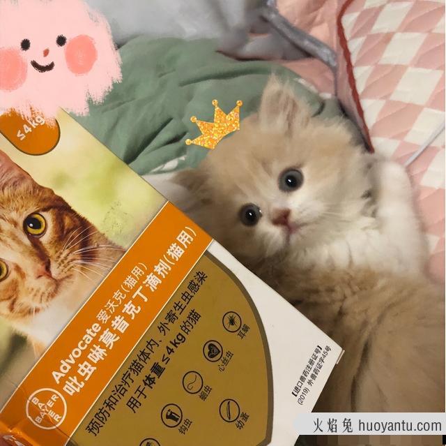 猫咪耳螨药哪个牌子好(猫耳螨药什么牌子的最好)